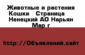 Животные и растения Кошки - Страница 4 . Ненецкий АО,Нарьян-Мар г.